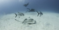   Dive Cozemel. boat CozumelMexico site called Tormentos. Cozemel Tormentos  